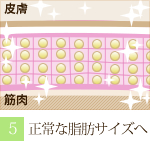 阪南市 エステサロン 痩身 正常な状態の戻った脂肪細胞。（ラジオ波 痩身トリートメントの流れ）