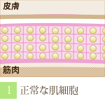 阪南市 エステサロン 美顔 小顔 正常な細胞。（ラジオ波 フェイシャルトリートメントの流れ）