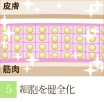 阪南市 エステサロン 美顔 小顔 正常な状態の戻った細胞。（ラジオ波 フェイシャルトリートメントの流れ）